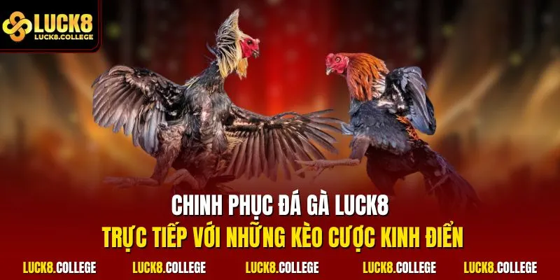Chinh phục đá gà LUCK8 trực tiếp với những kèo cược kinh điển